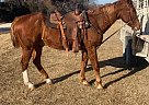 Quarter Horse - Horse for Sale in Cross PlainsCross plains, TX 76443