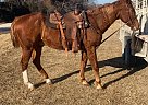 Quarter Horse - Horse for Sale in Cross PlainsCross plains, TX 76443 Quarter Horse - Horse for Sale in Cross PlainsCross plains, TX 76443