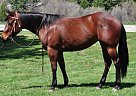 Cali - Mare in Quincy, CA Cali - Mare in Quincy, CA
