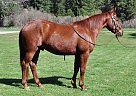 Peso - Gelding in Quincy, CA Peso - Gelding in Quincy, CA