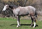 Queenie - Mare in Quincy, CA Queenie - Mare in Quincy, CA