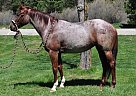 Lira - Mare in Quincy, CA Lira - Mare in Quincy, CA