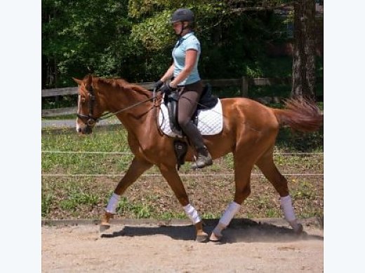 Hanoverian Horse