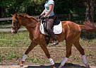 Hanoverian - Horse for Sale in Leduc, AB T9E