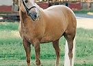 Welsh Pony - Horse for Sale in High Point, NC 27262 Welsh Pony - Horse for Sale in High Point, NC 27262