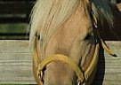Quarter Horse - Horse for Sale in Oklahoma City, OK 
