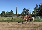 Mustang Mare for Sale in Bend, Oregon Mustang Mare for Sale in Bend, Oregon