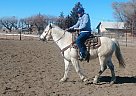 Quarter Horse - Horse for Sale in Thorntion, CO 80260 Quarter Horse - Horse for Sale in Thorntion, CO 80260