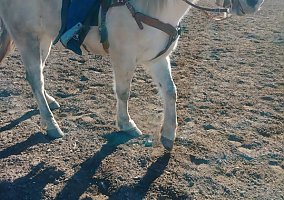 Quarter Horse (Quarter Horse, Gelding) in Thorntion, CO