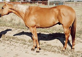 Quarter Horse (Quarter Horse, Gelding) in Soniota, AZ