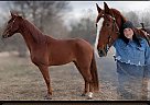 Tennessee Walking - Horse for Sale in Jeffersonville, KY 40337