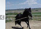 Peruvian Paso - Horse for Sale in Polaca, AZ 86042