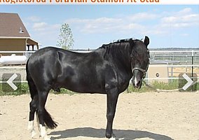 Unavailable (Peruvian Horse, Mare) in Polaca, AZ