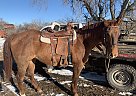COFFEE - Gelding in Ord, NE COFFEE - Gelding in Ord, NE