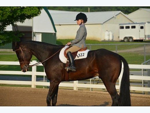 2009 17.2 h AQHA Bay Gelding