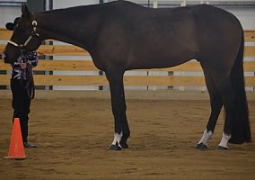 Quarter Horse (Quarter Horse, Gelding) in Brookville, PA