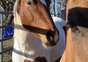 Paint (Paint, Gelding) in Lebanon, MO