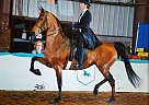 **Sold**Framed In Radiance '05 M... Morgan Mare