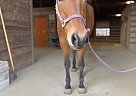 Quarter Horse Gelding for Sale in Leslie, Michigan Quarter Horse Gelding for Sale in Leslie, Michigan