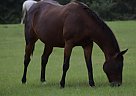 Quarter Horse - Horse for Sale in Madisonville, LA 70447