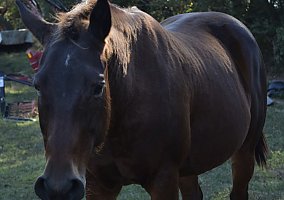Quarter Horse (Quarter Horse, Mare) in Madisonville, LA