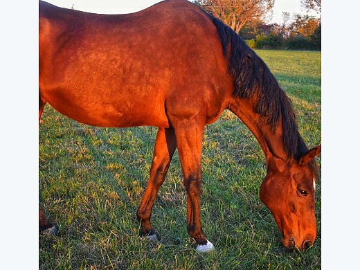 Friendly Thourghbred Mare