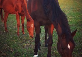 Thoroughbred (Thoroughbred, Mare) in Smithland, KY