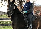 Hot Radj - Gelding in Cameron, WI Hot Radj - Gelding in Cameron, WI