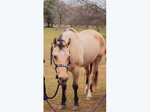 Kid Safe Mare