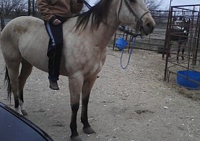 Paint (Paint, Mare) in Saint Hedwig, TX