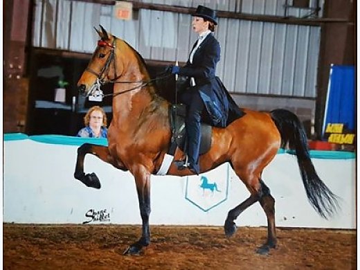 **Sold**Framed In Radiance '05 Morgan Mare