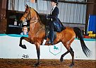 Morgan - Horse for Sale in Odessa, FL 33556
