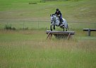 Quiet Time Thoroughbred Gelding
