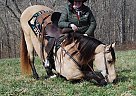 Kentucky Mountain Mare for Sale in Mount Vernon, Kentucky Kentucky Mountain Mare for Sale in Mount Vernon, Kentucky