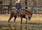 Jobeblue - Gelding in Bowling Green, KY Jobeblue - Gelding in Bowling Green, KY