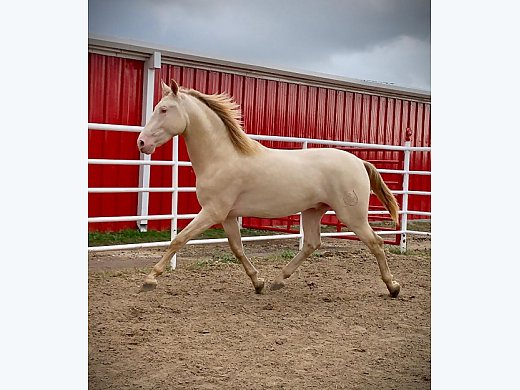 Cream Pearl Andalusian Stallion