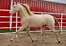Andalusian - Horse for Sale in Royse City, TX 75189