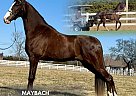 Tennessee Walking - Horse for Sale in , TN 37091