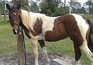 Paint - Horse for Sale in N. Fort Myers, FL 33917 Paint - Horse for Sale in N. Fort Myers, FL 33917
