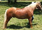 Huck - Gelding in Rogersville, MO Huck - Gelding in Rogersville, MO