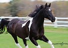 Arabian Gelding for Sale in Butler, Pennsylvania Arabian Gelding for Sale in Butler, Pennsylvania