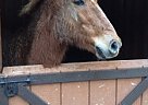 Pony - Halflinger / Morgan Cross Haflinger Gelding