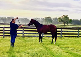 Thoroughbred (Thoroughbred, Gelding) in Ocala, FL