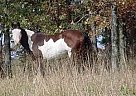 Paint - Horse for Sale in Norfork, AR 