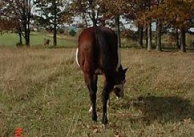 Paint (Paint, Mare) in Norfork, AR