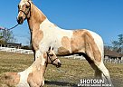Spotted Saddle - Horse for Sale in , TN 37091
