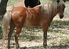 Pony - Horse for Sale in Blanco, TX 78606