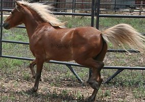 Shetland Pony (Shetland Pony, Gelding) in Blanco, TX
