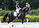 Hanoverian Gelding for Sale in Jacksonville, Florida Hanoverian Gelding for Sale in Jacksonville, Florida