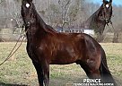 Tennessee Walking - Horse for Sale in HUSTONVILLE, KY 40437